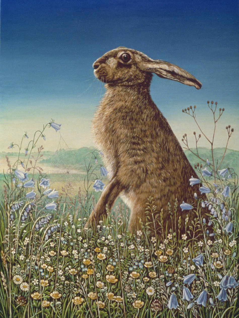 Lepre da Frances Broomfield