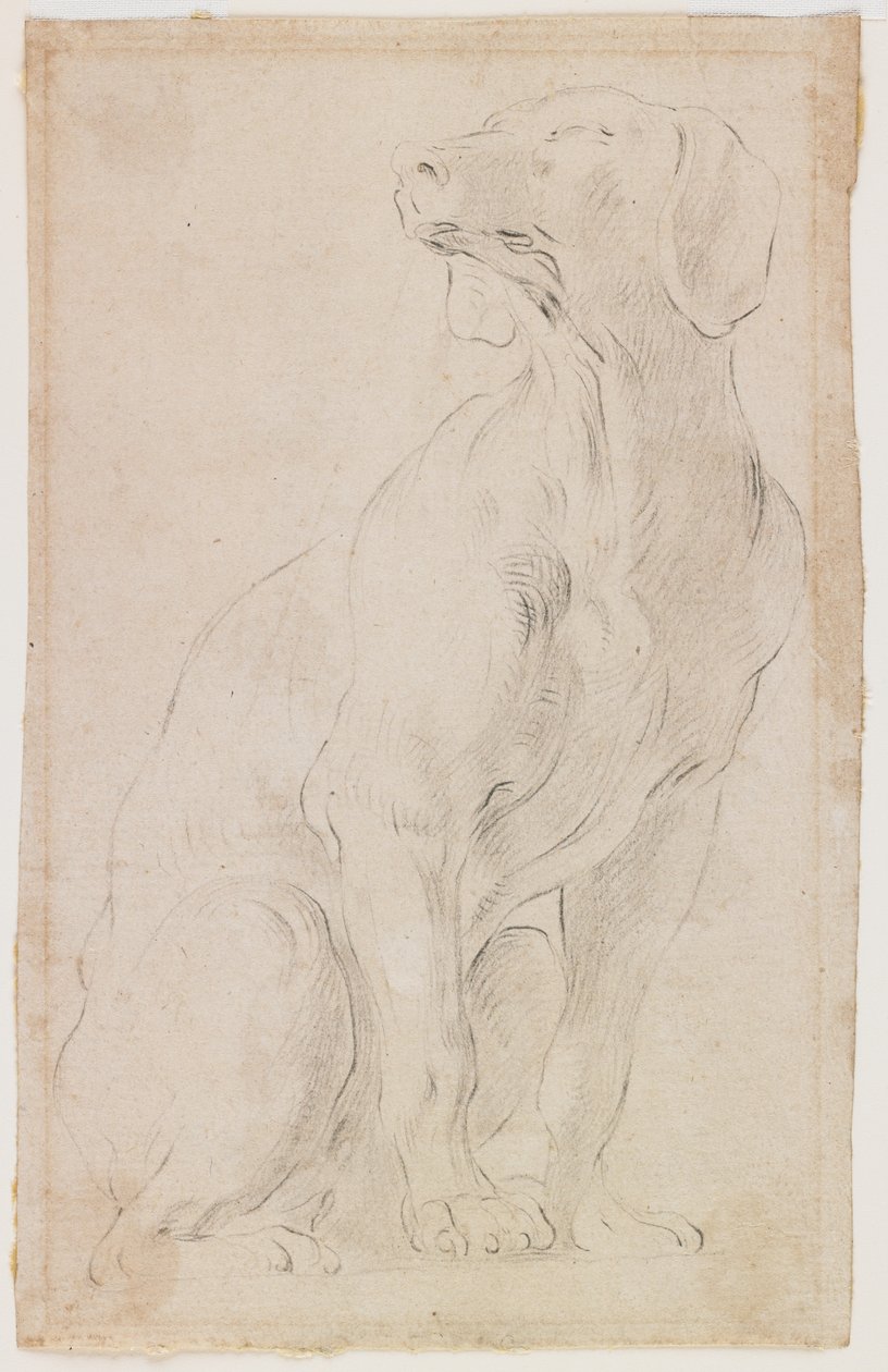 Cane seduto, 1710-15 da Francesco Solimena