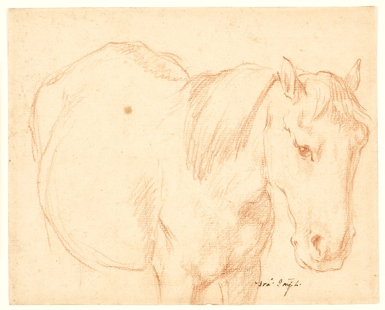 Un cavallo da Francesco Fernandi