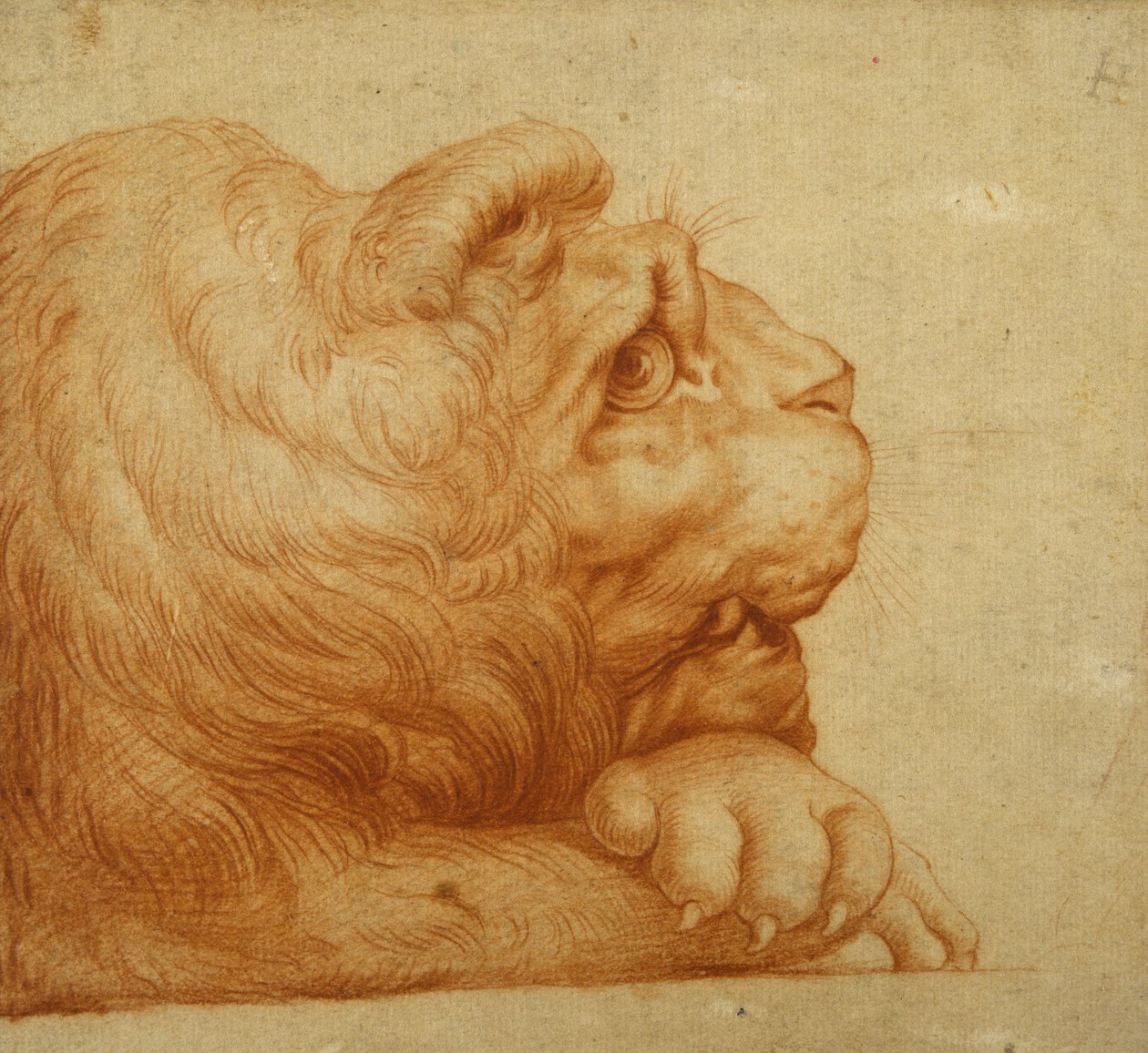 Testa di un leone di profilo da Francesco de Rossi Salviati Cecchino