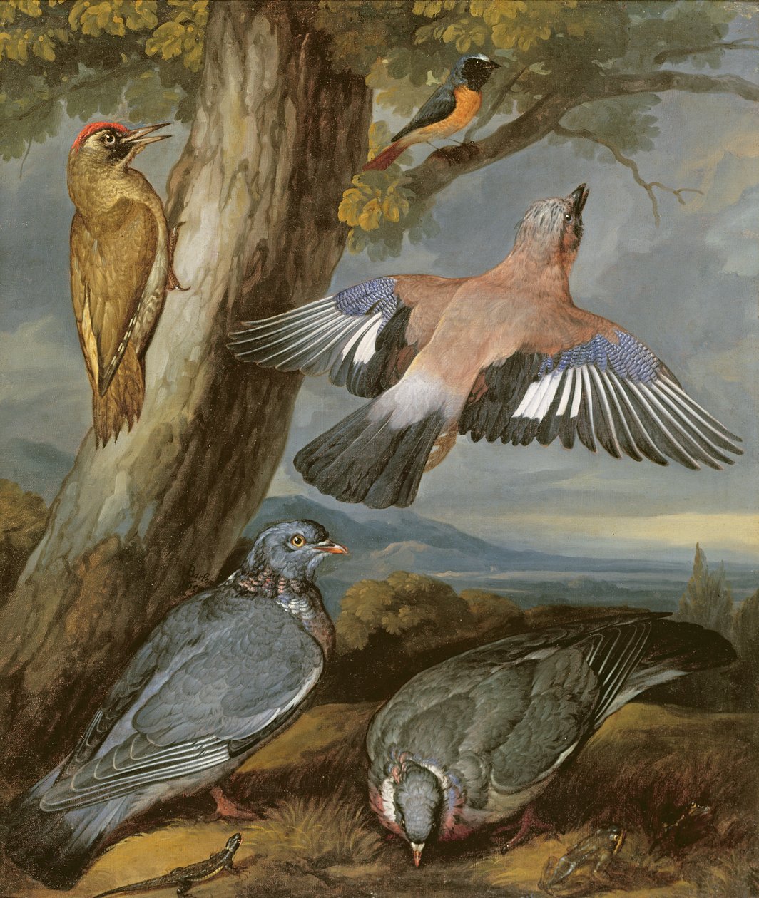 Ghiandaia, Picchio verde, Piccioni e Codirosso, c.1650 da Francis Barlow