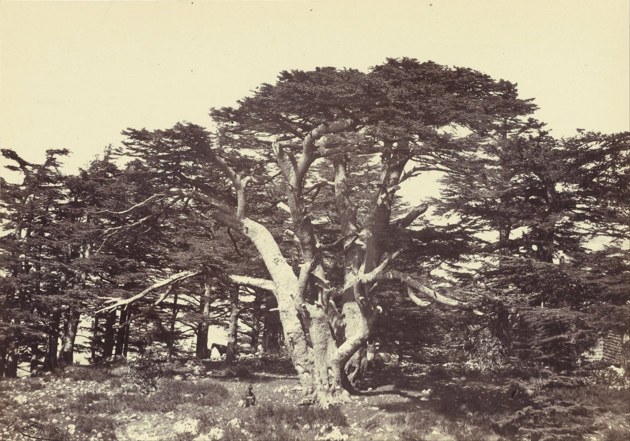 Il più grande dei cedri, Monte Libano da Francis Frith