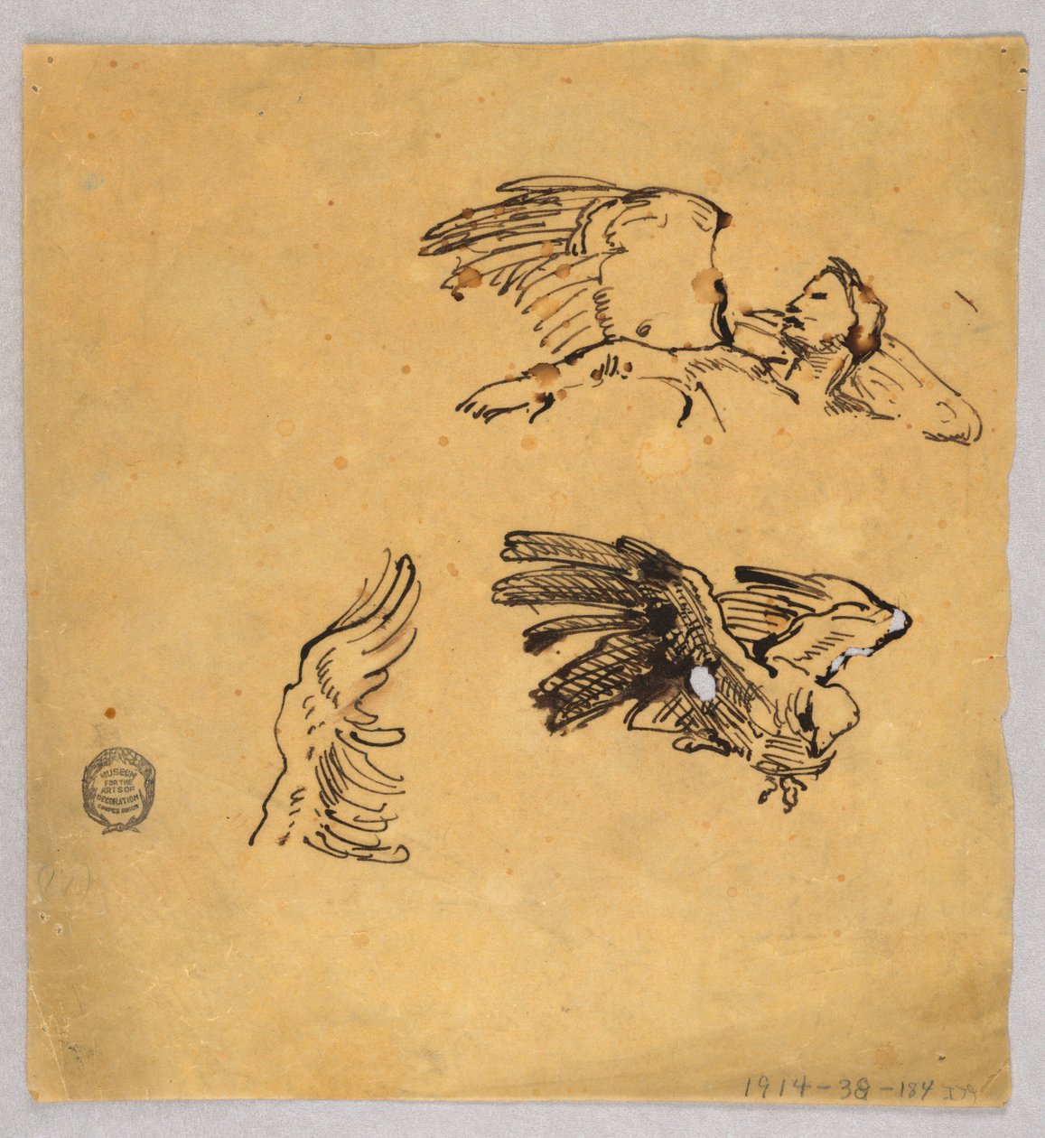 Studi di ali da Francis Augustus Lathrop
