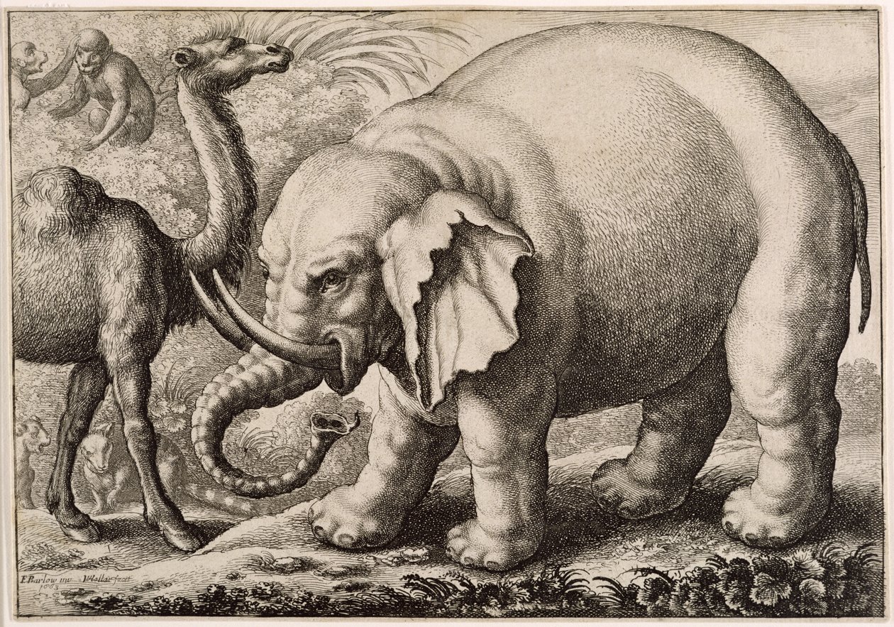 Un elefante e un cammello, inciso da Wenceslaus Hollar (1607-77) 1663 da Francis Barlow