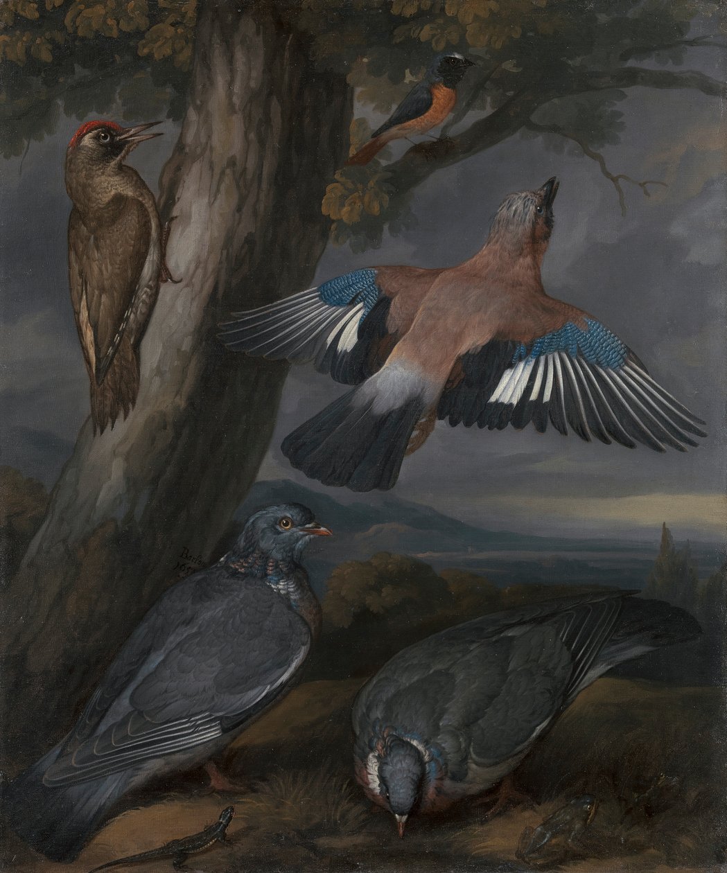 Ghiandaia, picchio verde, piccioni e codirosso da Francis Barlow