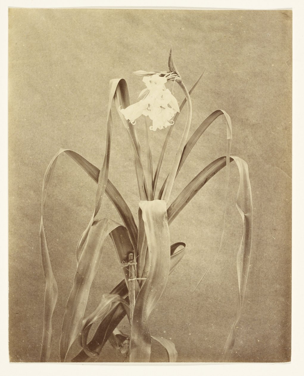 [Fiori] da Francis Edmond Currey