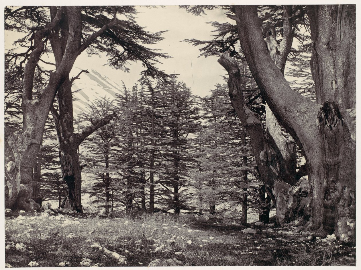 Cedri del Libano da Francis Frith