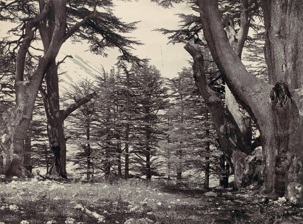 Cedri del Libano, ca. 1857 da Francis Frith