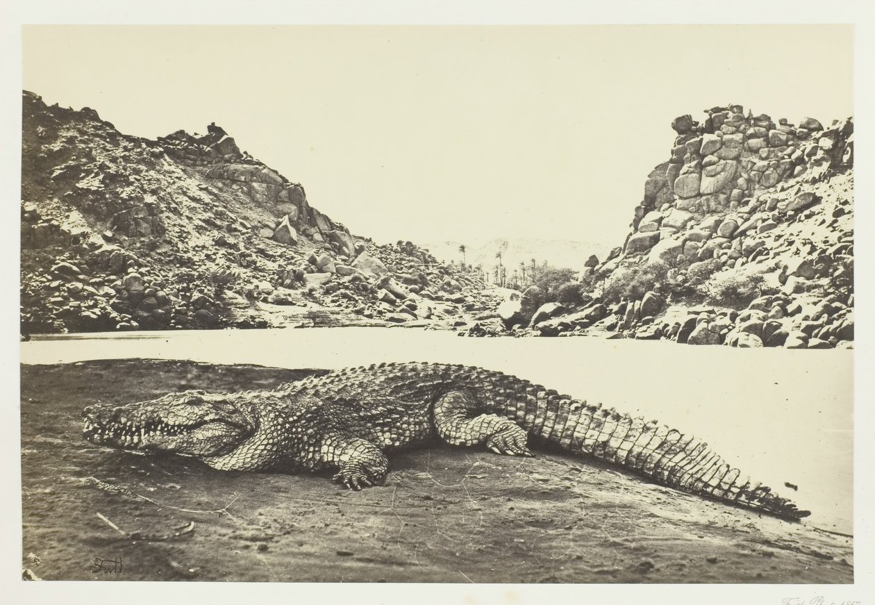 Coccodrillo su una Banca di Sabbia, 1857 da Francis Frith