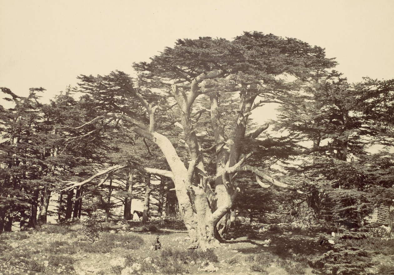 Il Più Grande dei Cedri, Monte Libano, 1857 da Francis Frith