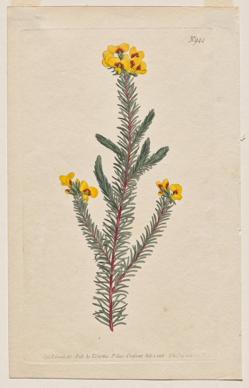 The Botanical Magazine or Flower Garden Displayed: Tavola 944, Dillwynia Glaberrima. Smooth-Leaved Dillwynnia. [Dillwynia ericifolia gaberrima] da Francis Sansom