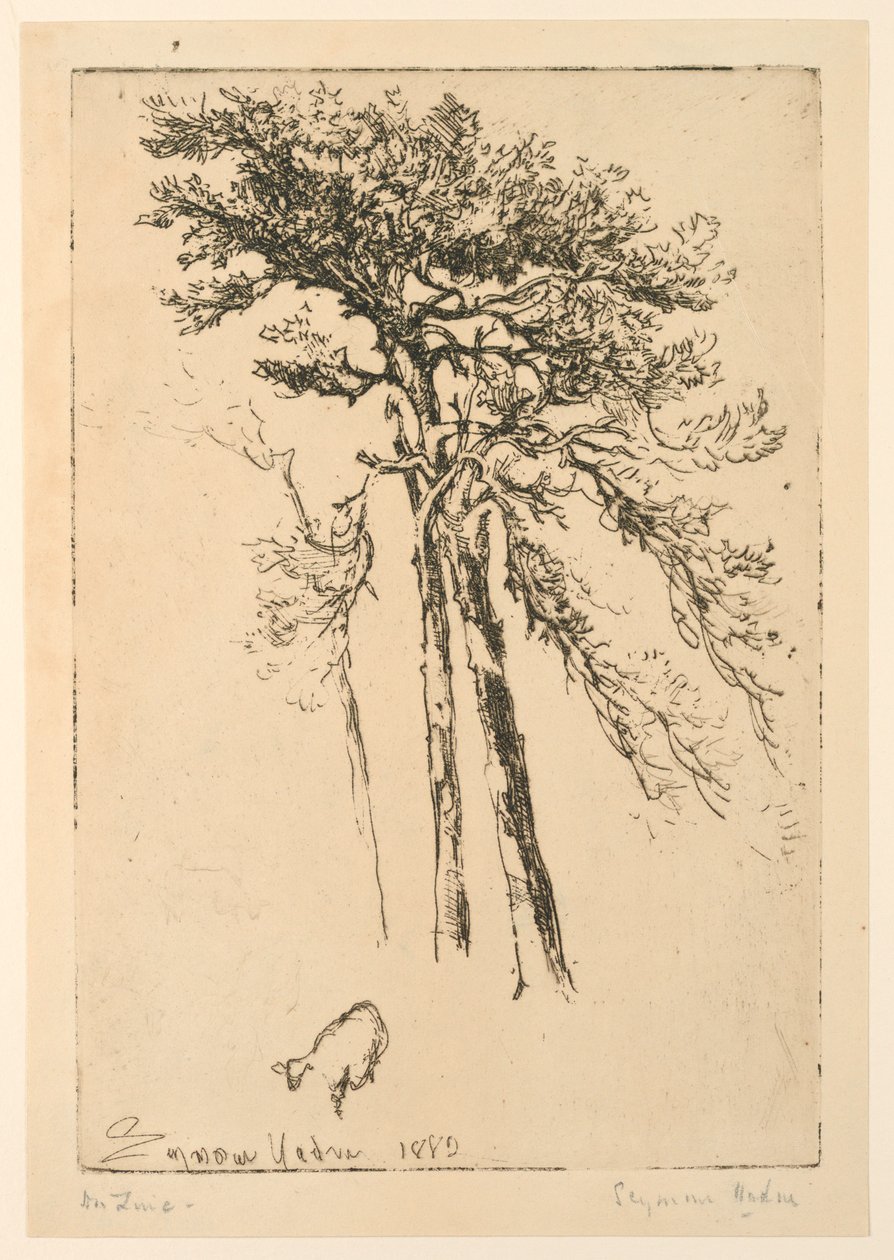 Pini scozzesi da Francis Seymour Haden