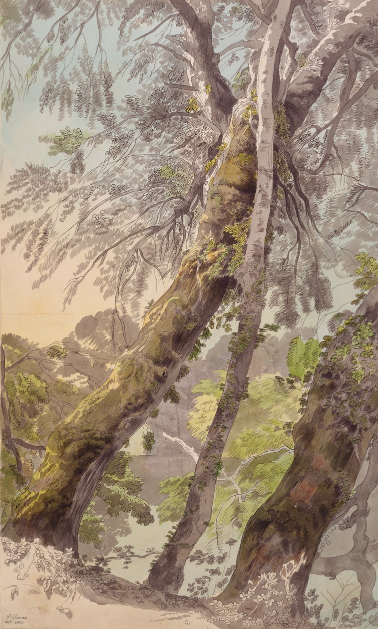 Alberi che Sovrastano l