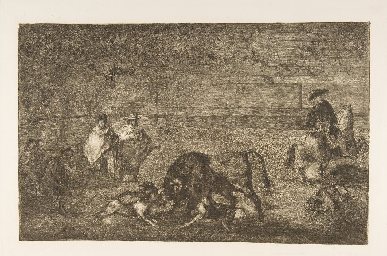 Tavola C: I cani liberati sul toro, ca. 1816 da Francisco de Goya
