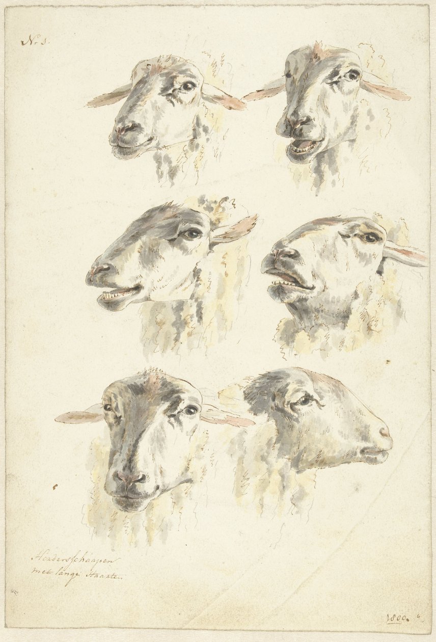 Foglio di studio con sei teste di pecora da Franciscus Andreas Milatz (attributed to)