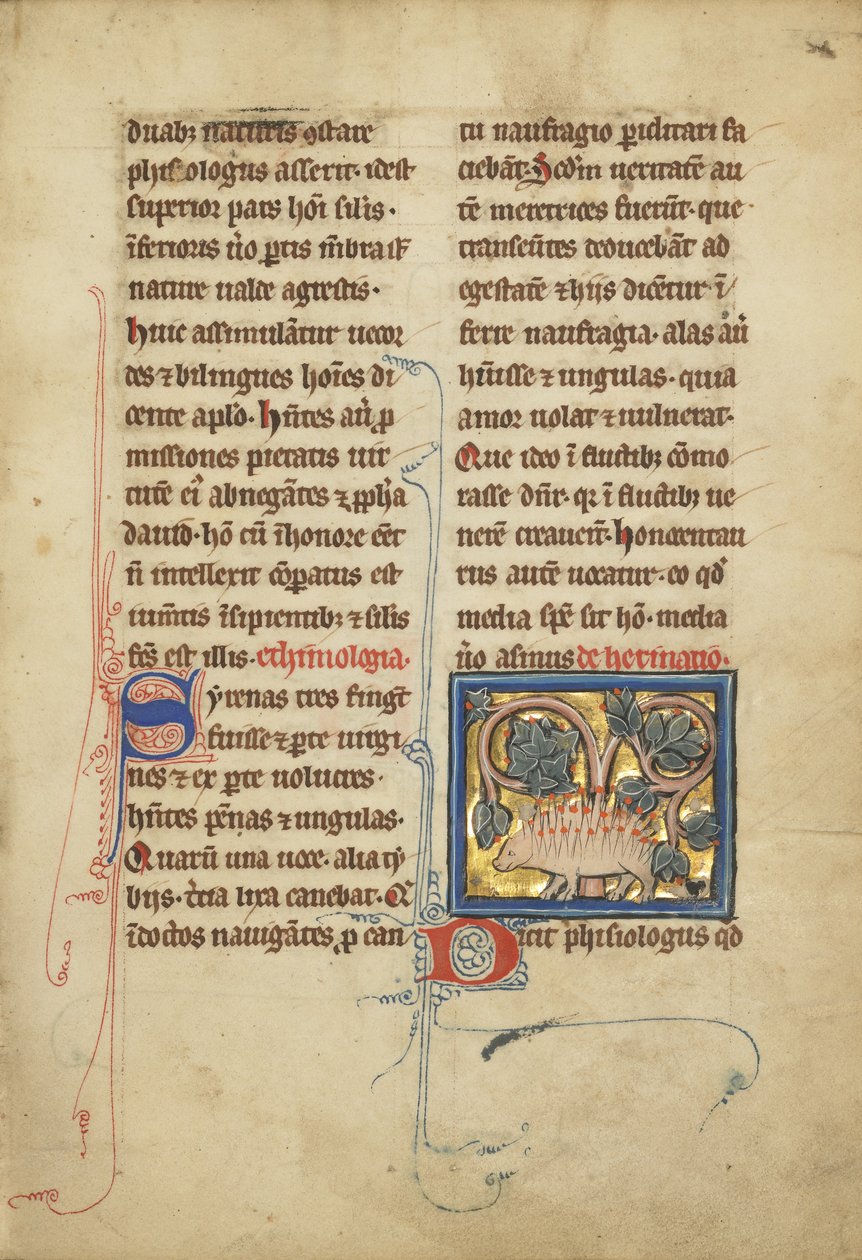 Un riccio da un bestiario Ms Ludwig XV 4, fol. 82, c.1280-1300 da Franco Flemish School