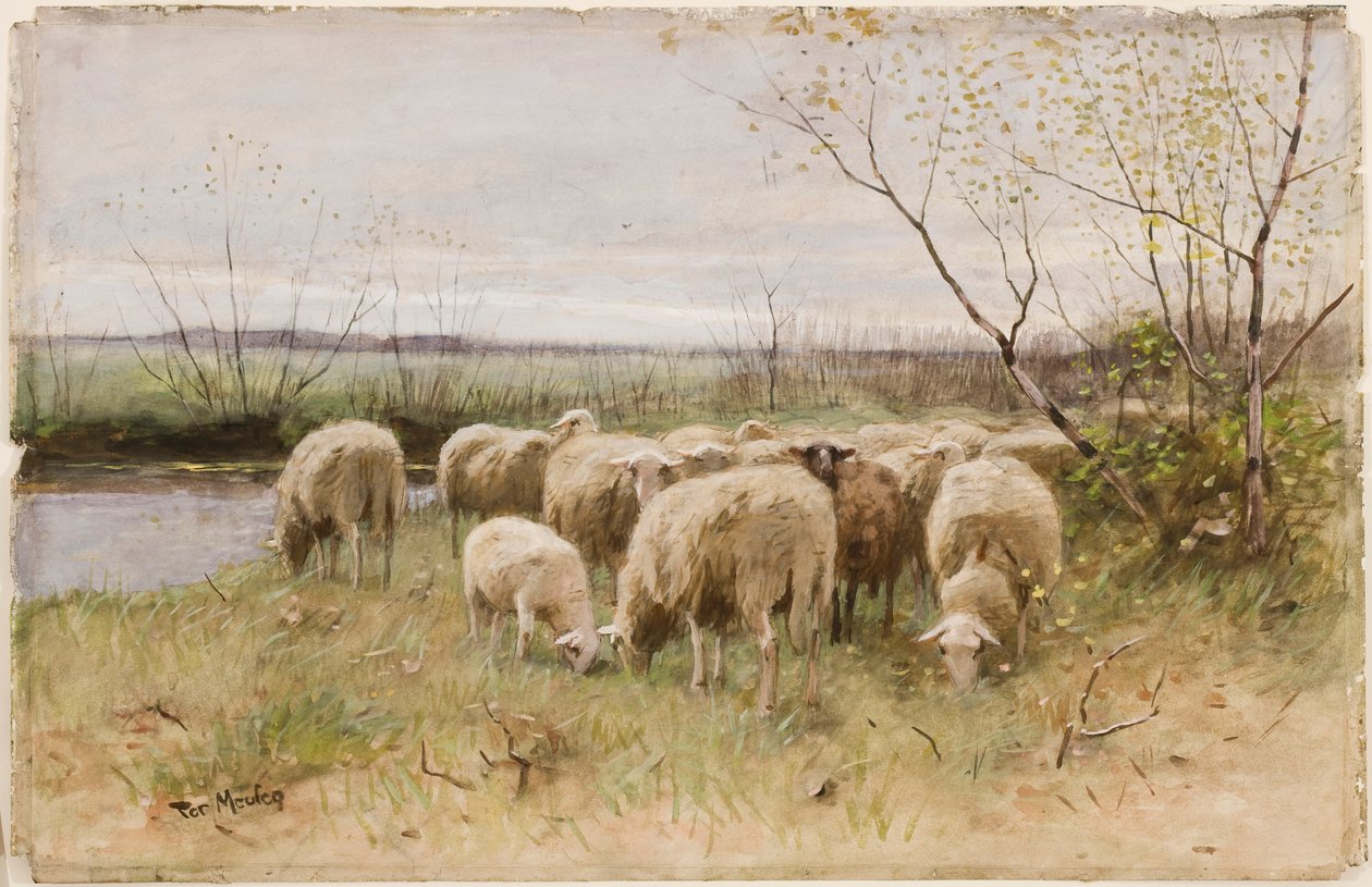 Pecore da Francois Pieter ter Meulen