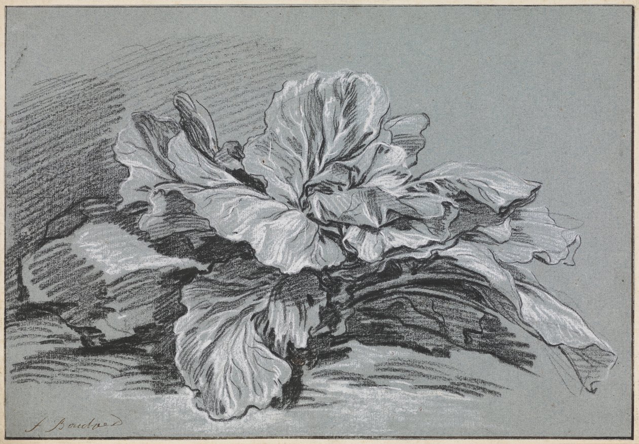 Studio su un cavolo da François Boucher