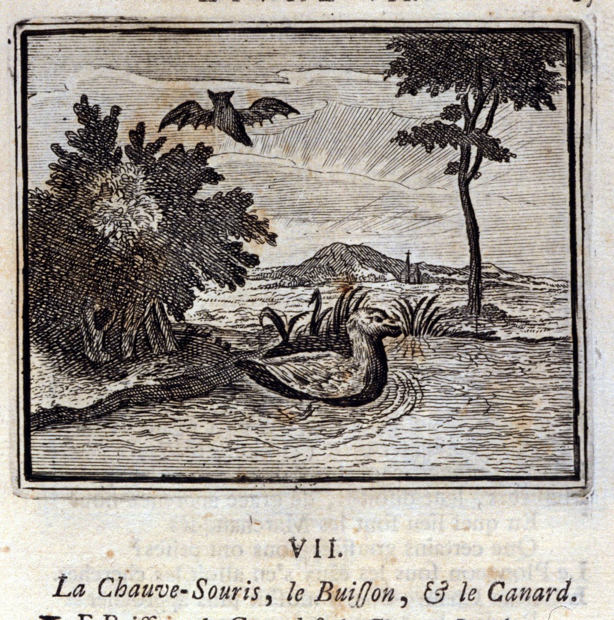 Il pipistrello, il cespuglio e l