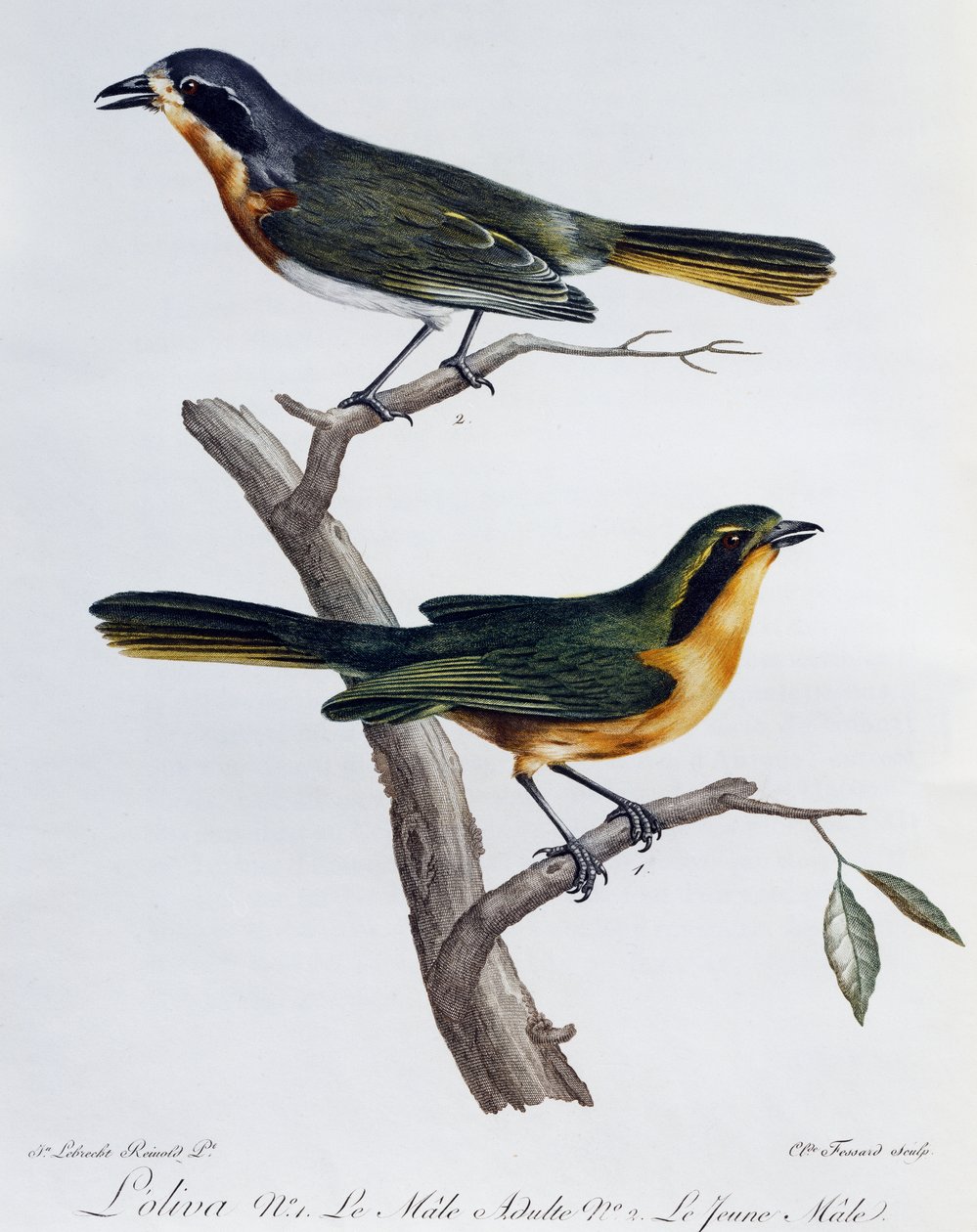 Maschio adulto e giovane di Olivastro (Telophorus olivaceus), incisione da Histoire Naturelle des Oiseaux d