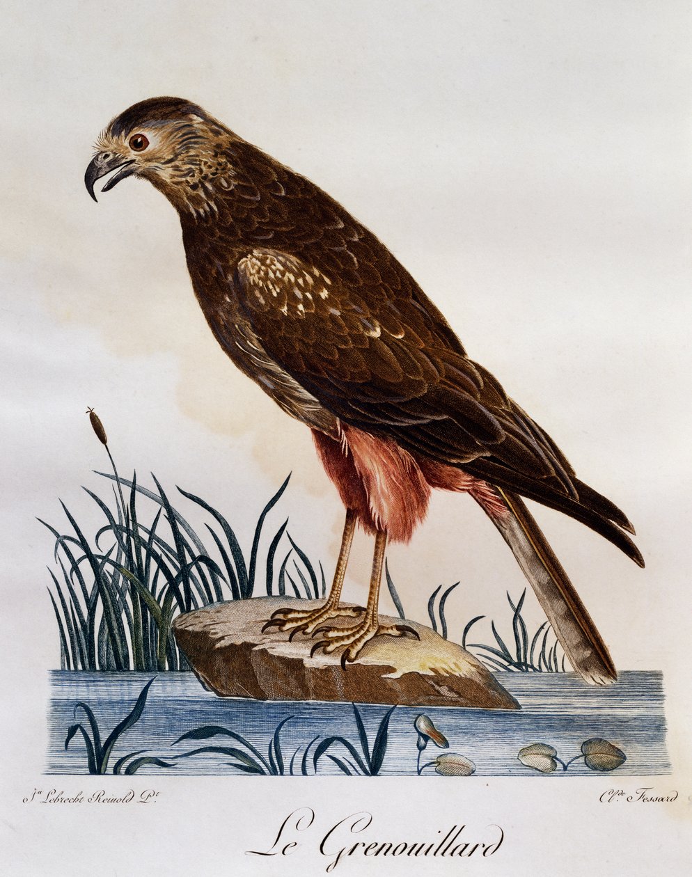 Falco di palude africano (Circus ranivorus), incisione da Histoire Naturelle des Oiseaux d