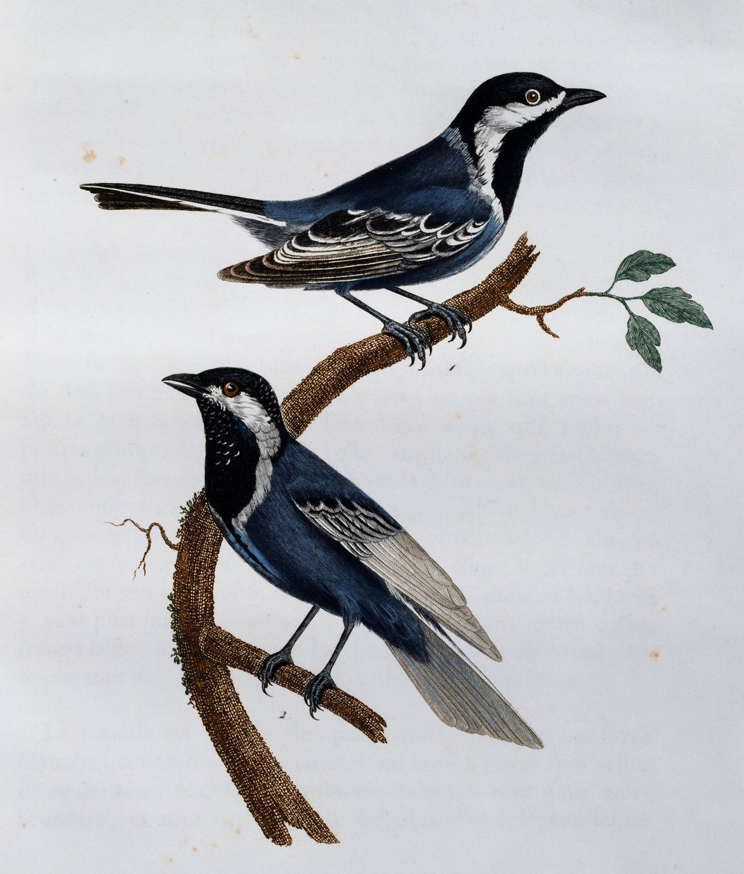 Cincia cenerina (Parus cinerascens), incisione da Histoire Naturelle des Oiseaux d