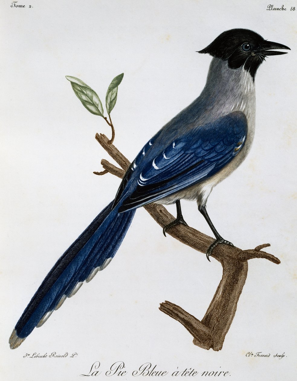 Gazza azzurra (Cyanopica cyanus), incisione da Histoire Naturelle des Oiseaux d
