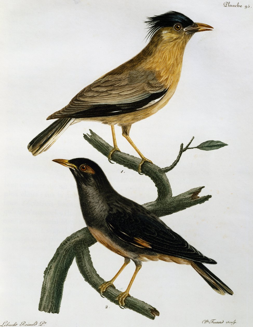 Storno bramino (Sturnus pagodarum) e, sotto, Myna delle banche (Acridotheres ginginianus), incisione da Histoire Naturelle des Oiseaux d
