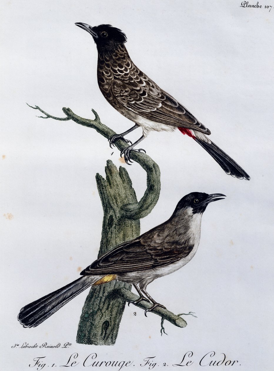 Bulbul del Capo (Pycnonotus capensis) e, sotto, Bulbul del Giardino (Pycnonotus barbatus), incisione da Histoire Naturelle des Oiseaux d