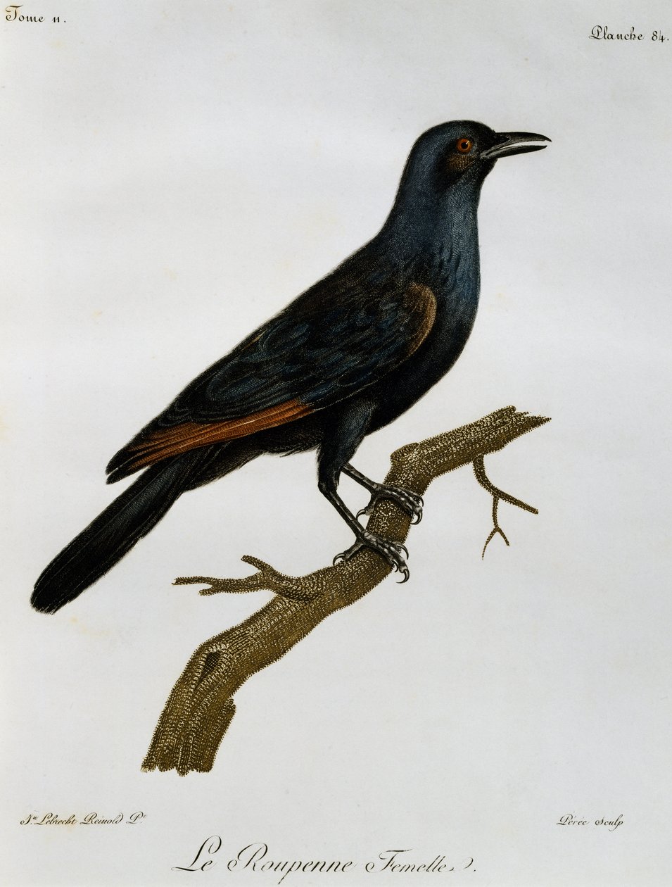 Femmina di Storno dalle ali rosse (Onychognathus morio), incisione da Histoire Naturelle des Oiseaux d