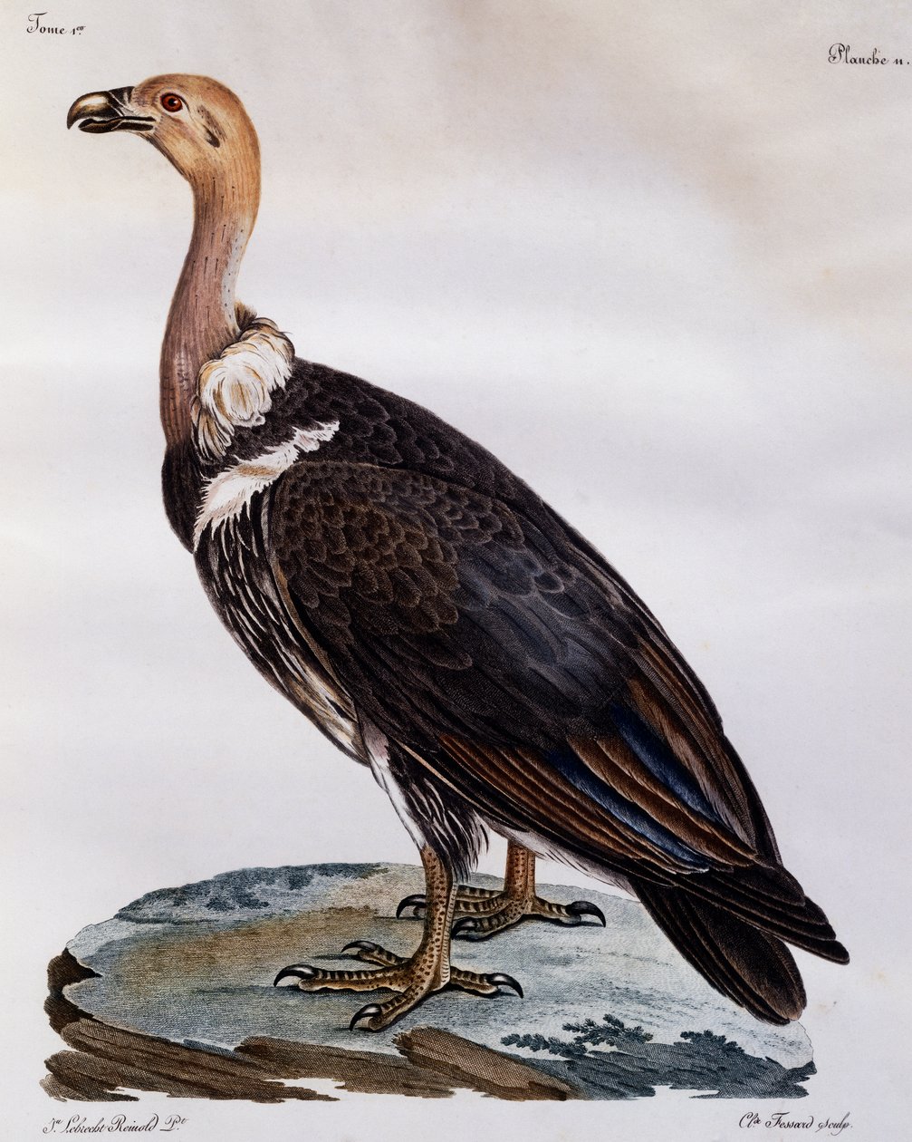 Grifone del Capo immaturo (Gyps coprotheres), incisione da Histoire Naturelle des Oiseaux d