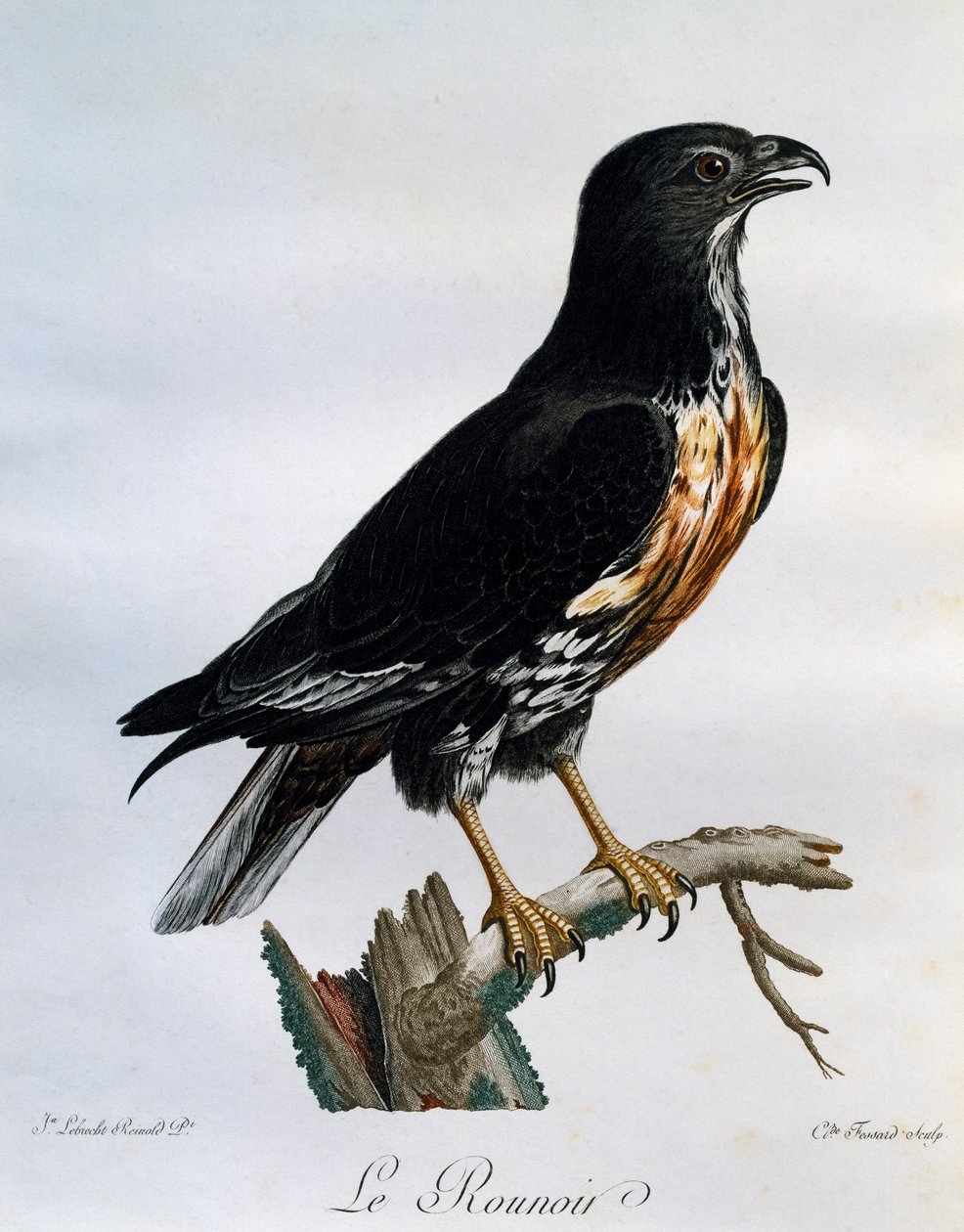 Poiana sciacallo (Buteo rufofuscus), incisione da Histoire Naturelle des Oiseaux d