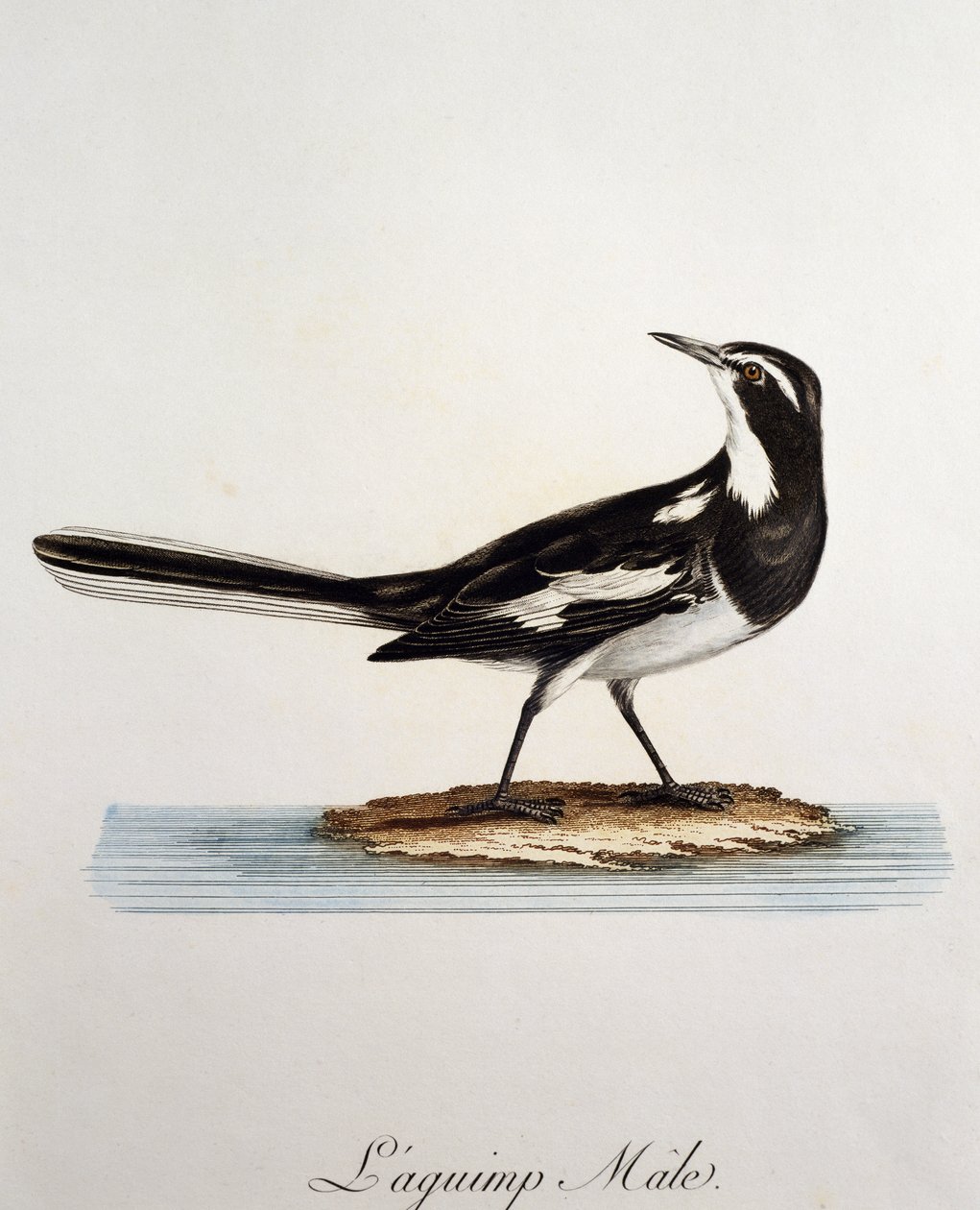 Ballerina africana maschio (Motacilla aguimp), incisione da Histoire Naturelle des Oiseaux d
