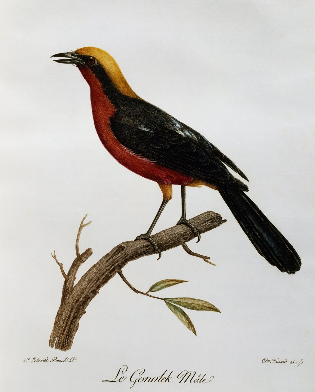 Maschio di Gonolek comune (Laniarius barbarus) da Histoire Naturelle des Oiseaux d