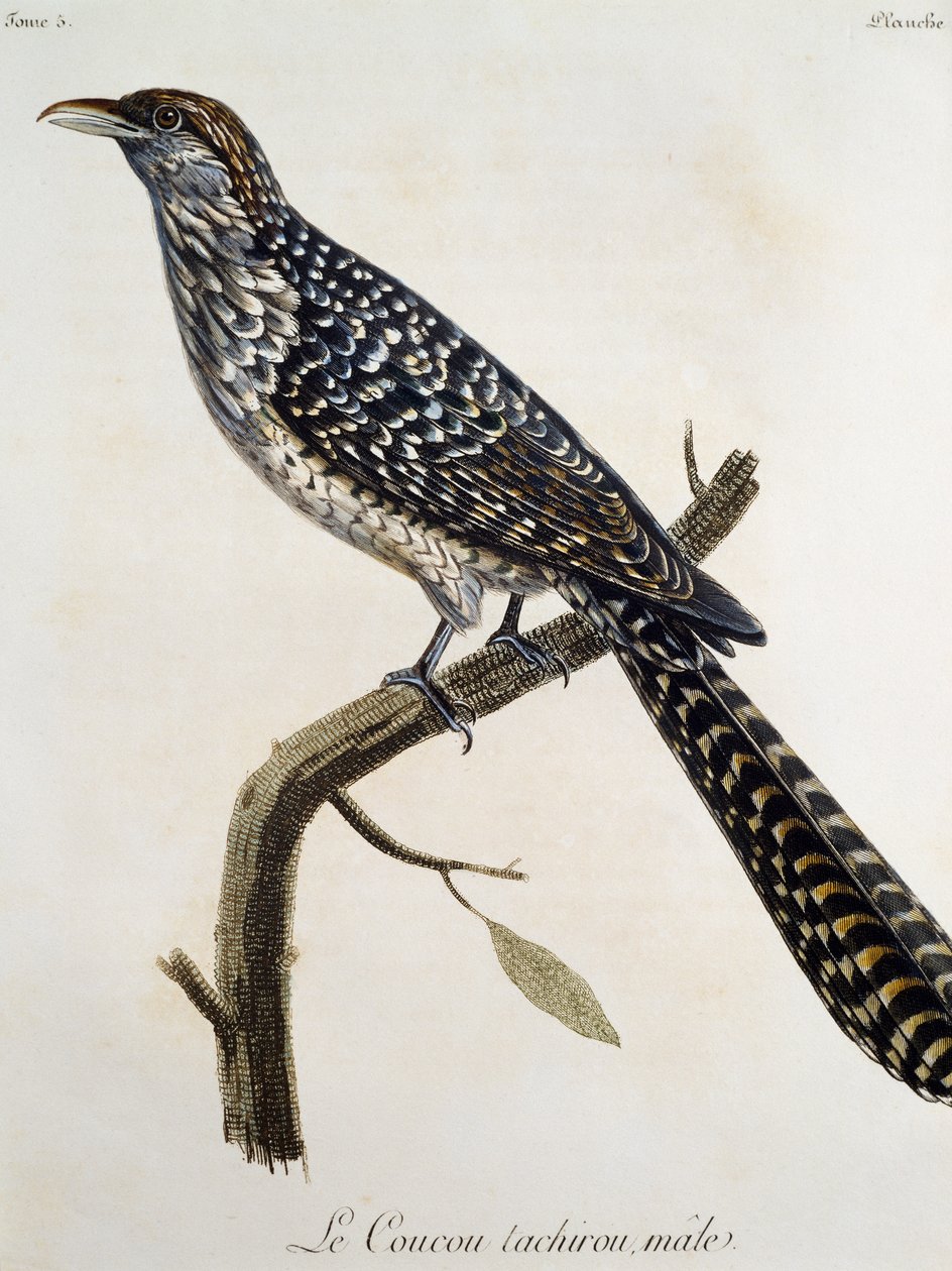Maschio di Coucou tachirou, incisione da Histoire Naturelle des Oiseaux d