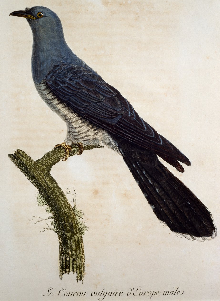 Cuculo eurasiatico maschio (Cuculus canorus), incisione da Histoire Naturelle des Oiseaux d