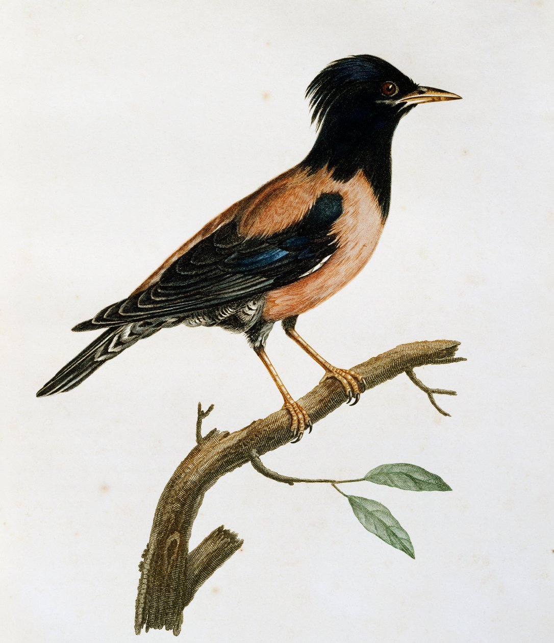 Storno roseo maschio (Sturnus roseus), incisione da Histoire Naturelle des Oiseaux d