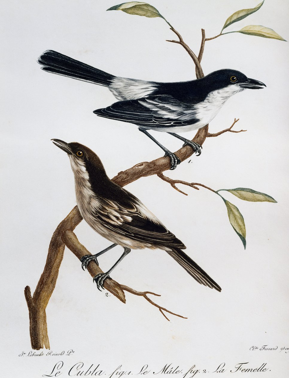 Maschio e femmina di Puffback dal dorso nero (Dryoscopus cubla) da Histoire Naturelle des Oiseaux d