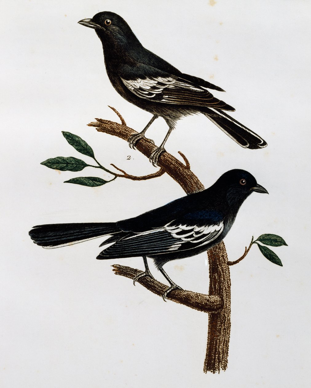 Maschio e femmina di Cincia nera (Parus niger) da Histoire Naturelle des Oiseaux d