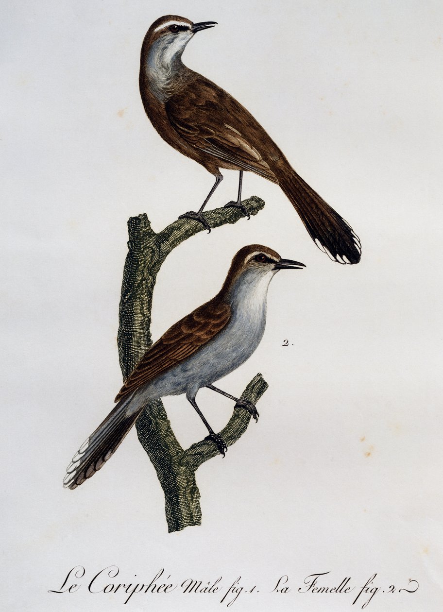 Maschio e femmina di Karoo Scrub-Robin (Cercotrichas coryphoeus), incisione da Histoire Naturelle des Oiseaux d