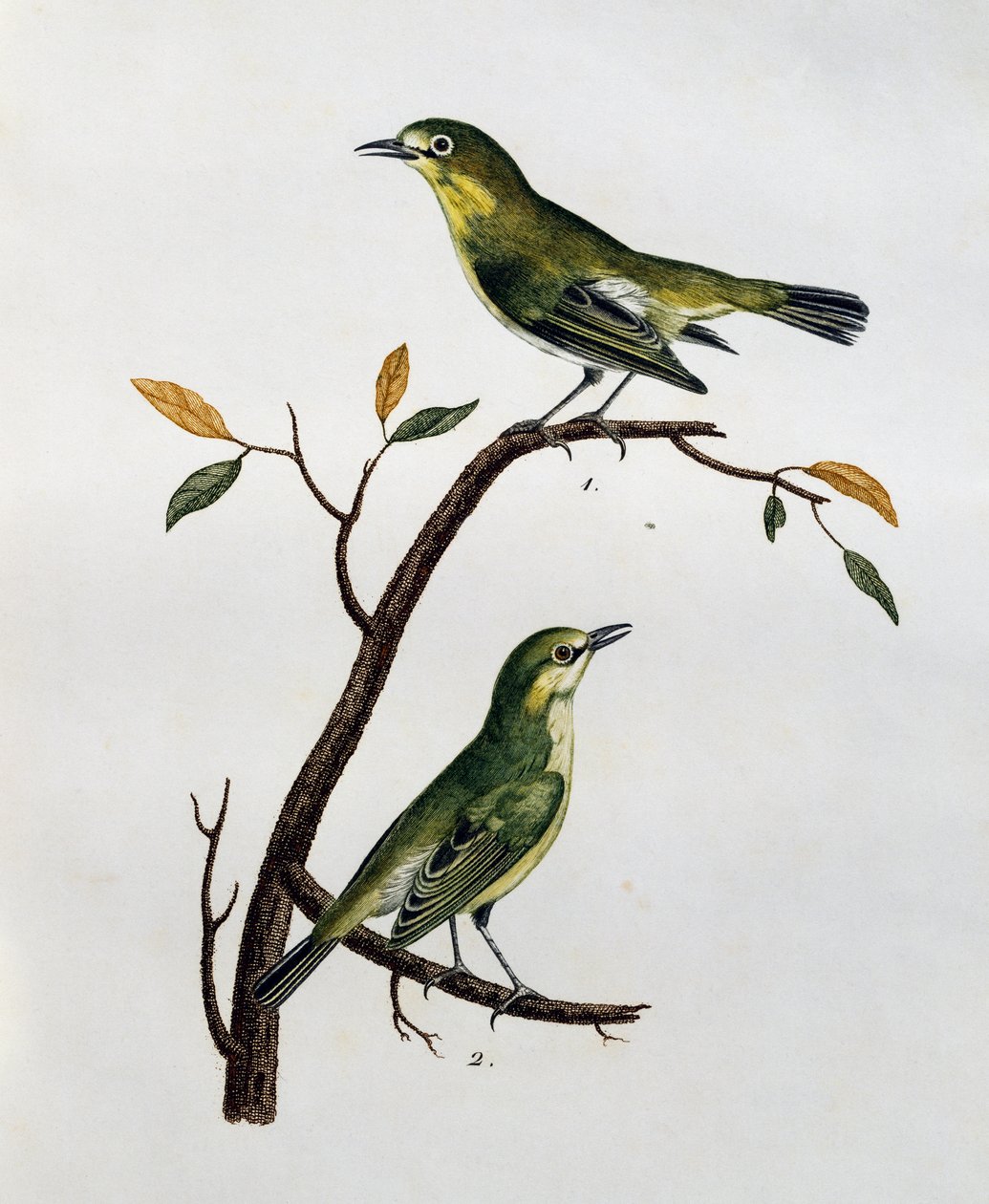 Maschio e femmina di Pale White-Eye (Zosterops pallidus), incisione da Histoire Naturelle des Oiseaux d