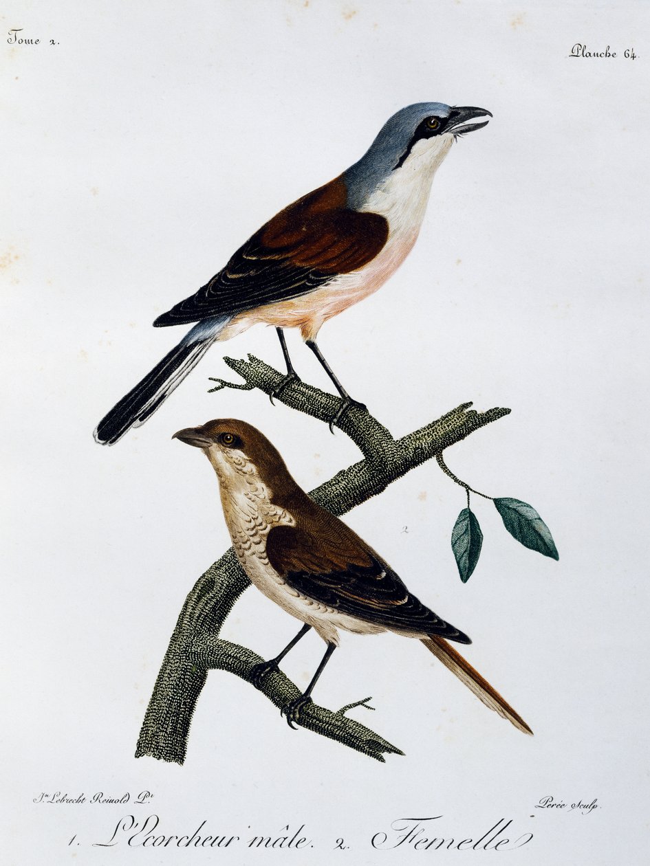 Maschio e femmina di Averla maggiore (Lanius collurio), incisione da Histoire Naturelle des Oiseaux d