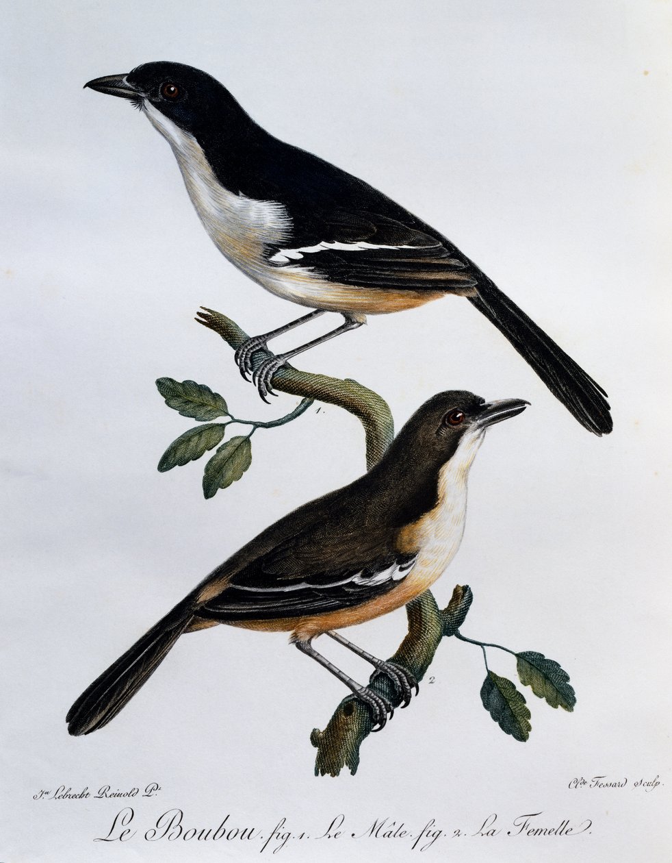 Maschio e femmina di Boubou meridionale (Laniarius ferrugineus), incisione da Histoire Naturelle des Oiseaux d