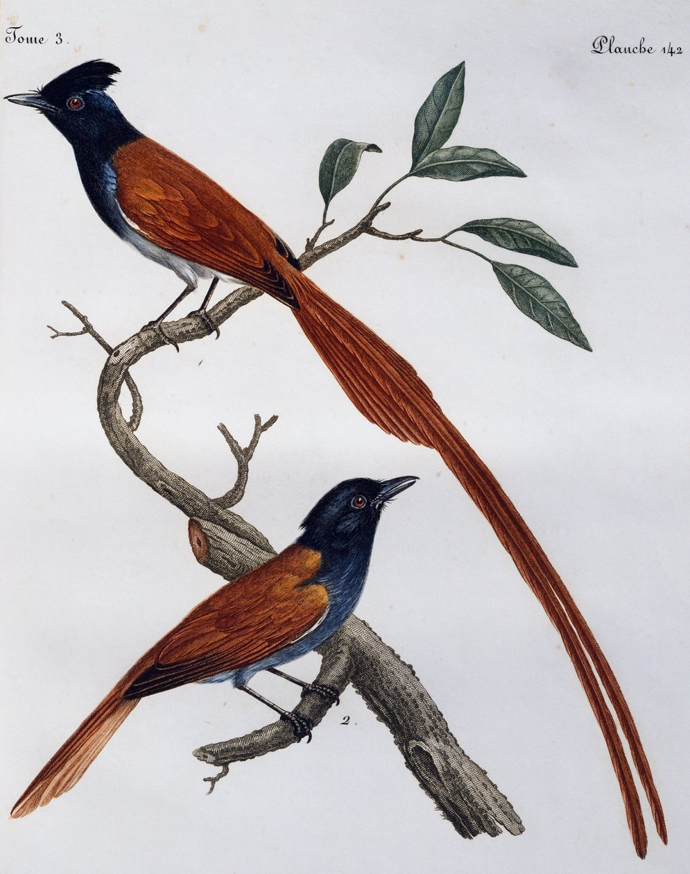 Maschio e femmina di Pigliamosche macchiato (Muscicapa striata), incisione da Histoire Naturelle des Oiseaux d