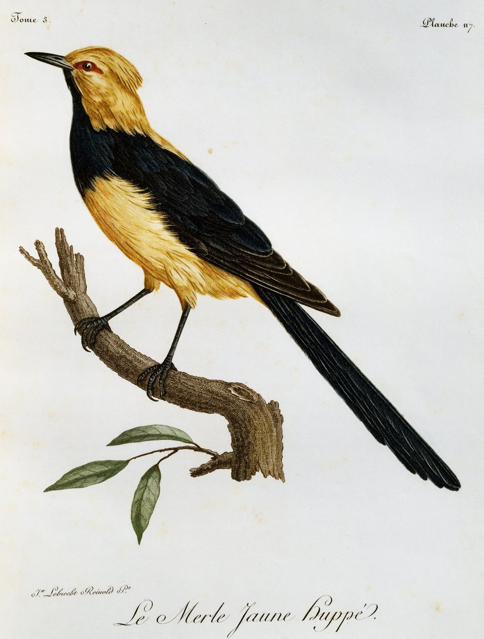 Merlo Giallo Huppe, incisione da Histoire Naturelle des Oiseaux d