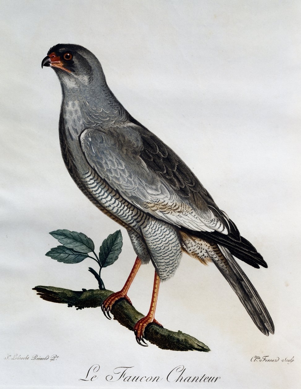 Astore canoro pallido (Melierax canorus) da Histoire Naturelle des Oiseaux d