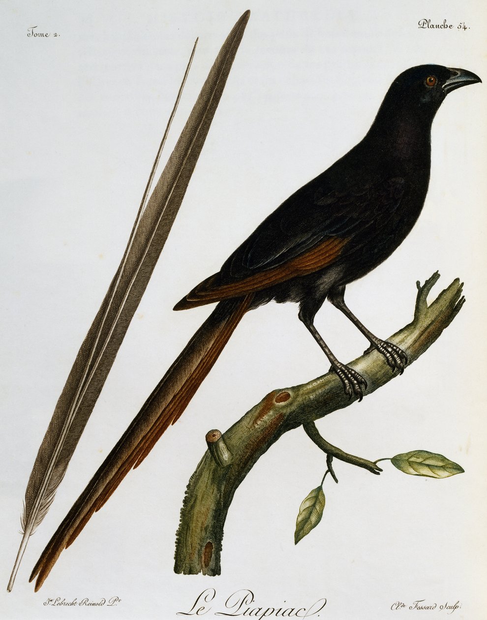 Piapiac (Ptilostomus afer), incisione da Histoire Naturelle des Oiseaux d