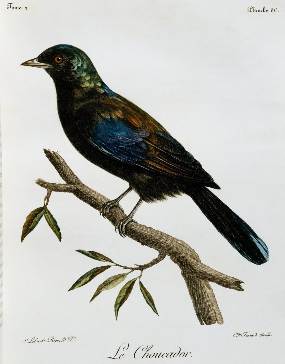 Principe Glossy-Starling (Lamprotornis ornatus), incisione da Histoire Naturelle des Oiseaux d