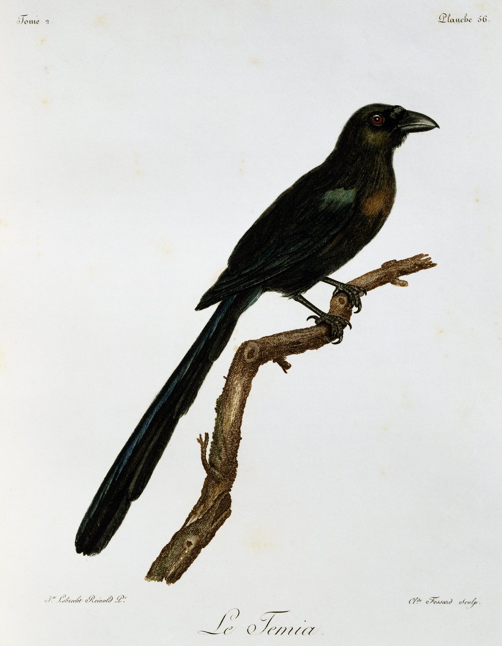Gazza arboricola dalla coda a racchetta (Crypsirina temia), incisione da Histoire Naturelle des Oiseaux d