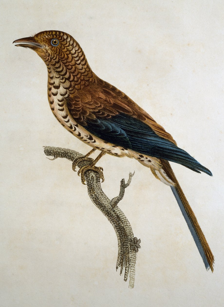 Allodola dal cappuccio rosso (Calandrella cinerea), incisione da Histoire Naturelle des Oiseaux d